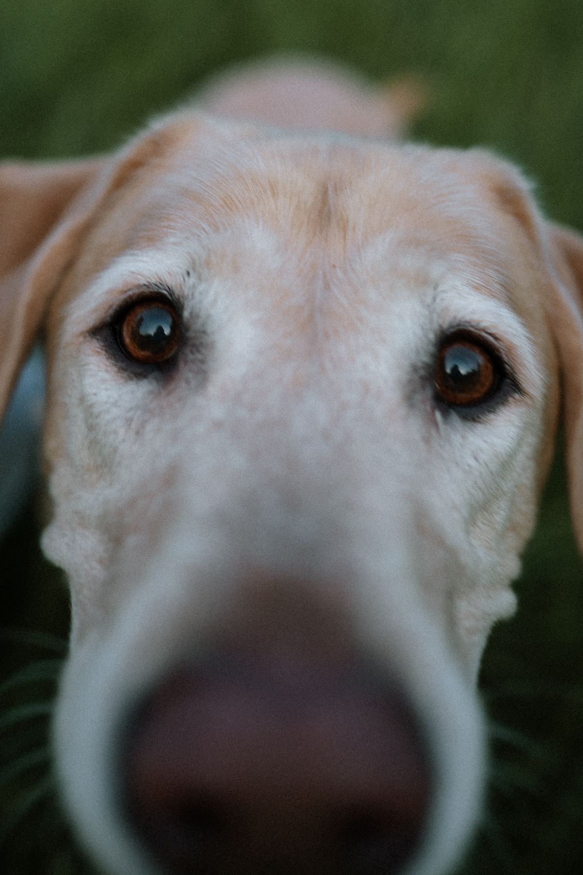 Yellow dog eyes close-up